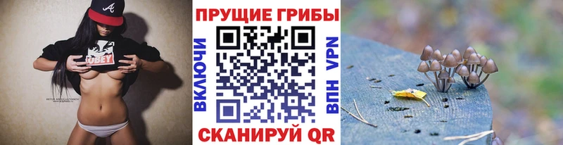 Купить закладки  Колпашево  Псилоцибиновые грибы мицелий 
